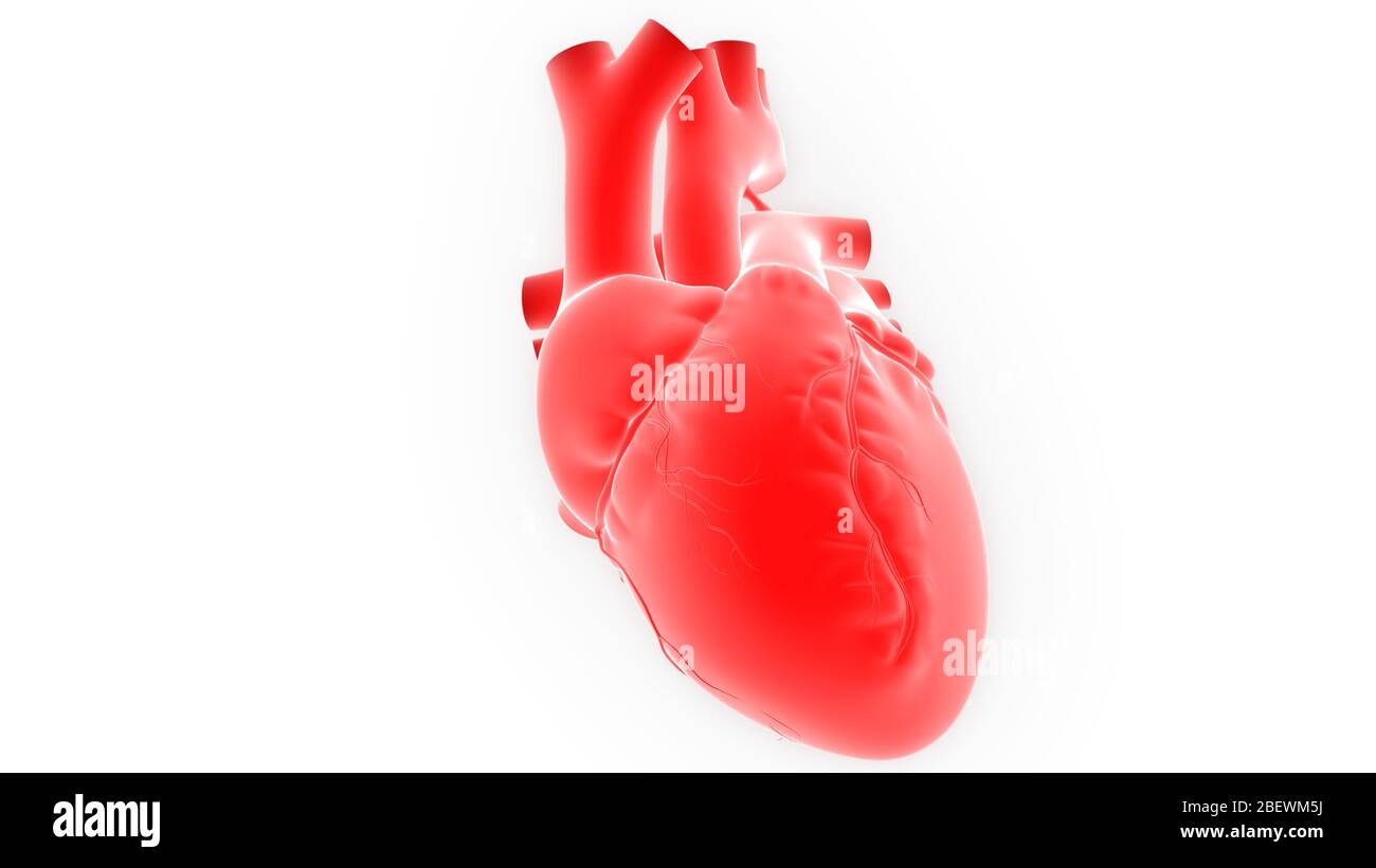 Système circulatoire de l'anatomie cardiaque Banque D'Images