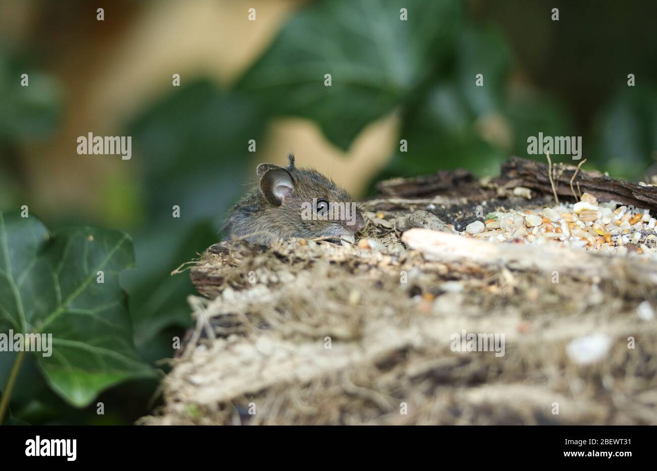 Un joli bébé sauvage Wood Mouse, Apodemus sylvaticus, grimpant sur le côté d'un bois pour manger les graines sur le dessus. Banque D'Images