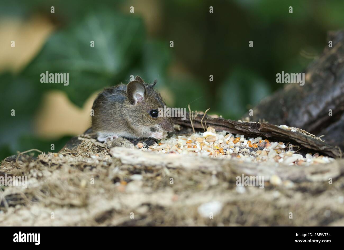 Un Joli Bebe Sauvage Wood Mouse Apodemus Sylvaticus Manger Des Graines Assis Sur Une Connexion Dans Les Bois Photo Stock Alamy