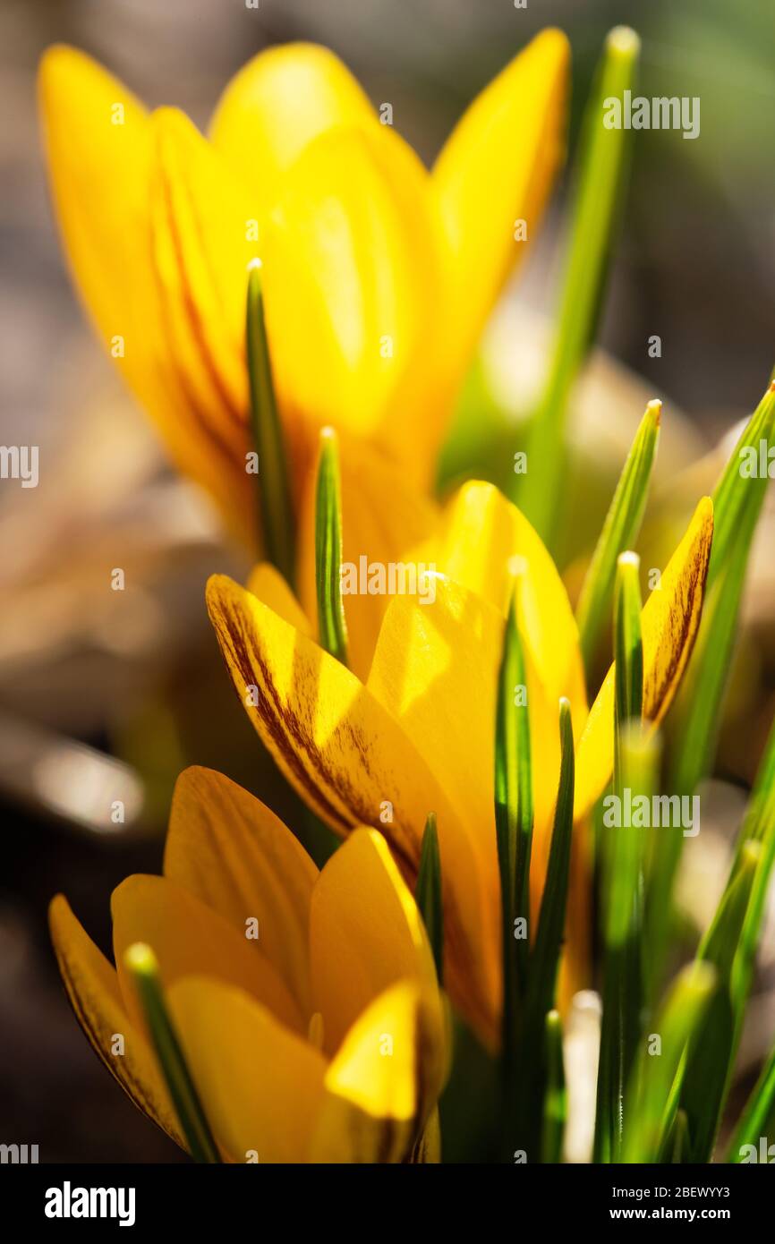 Premier crocus jaune fleurs, safran de printemps dans le jardin. Profondeur de champ peu profonde Banque D'Images