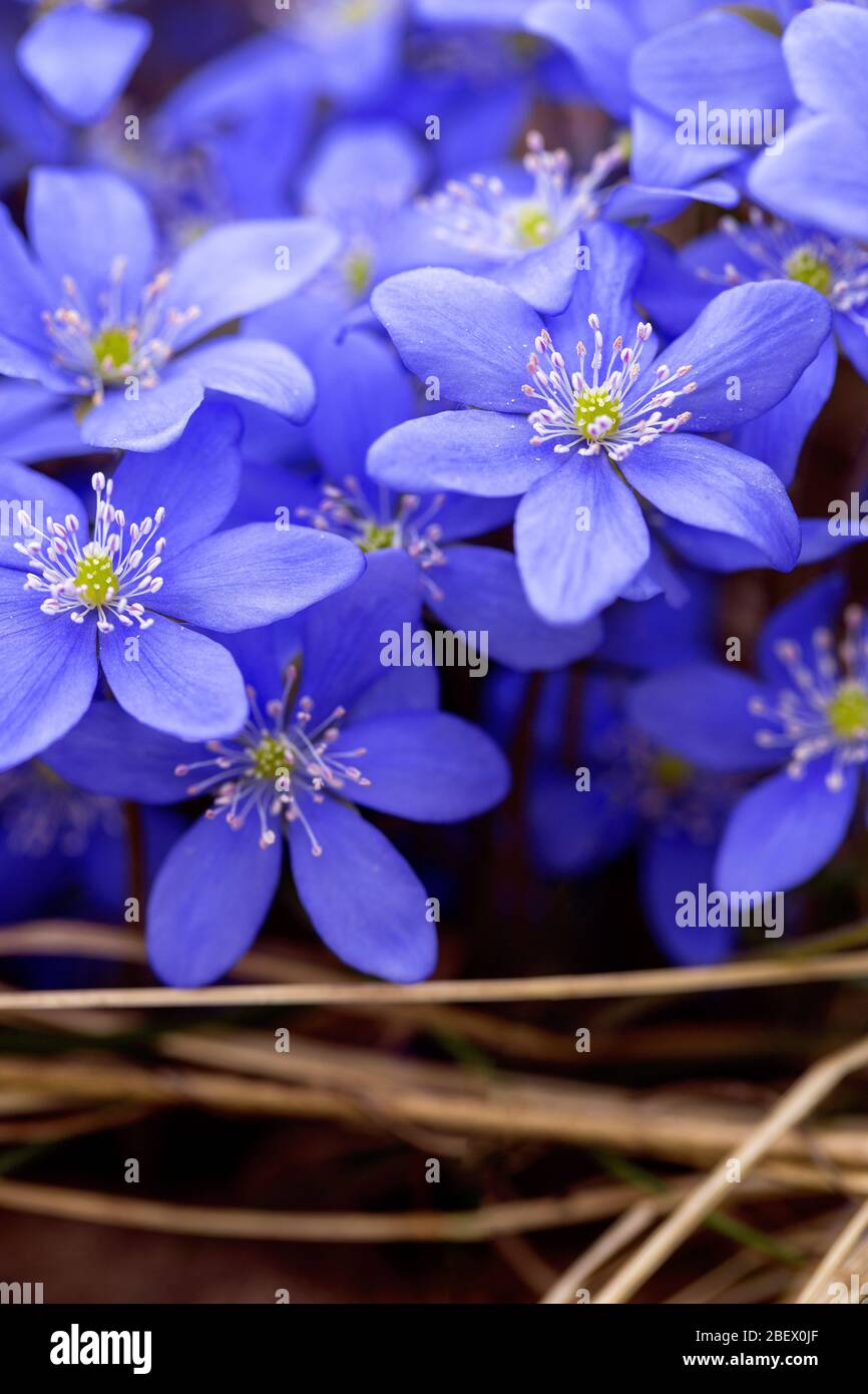 Belles fleurs hepatica au printemps. Premier bleu printemps fleurs. Fleurs précoces fleuries Banque D'Images