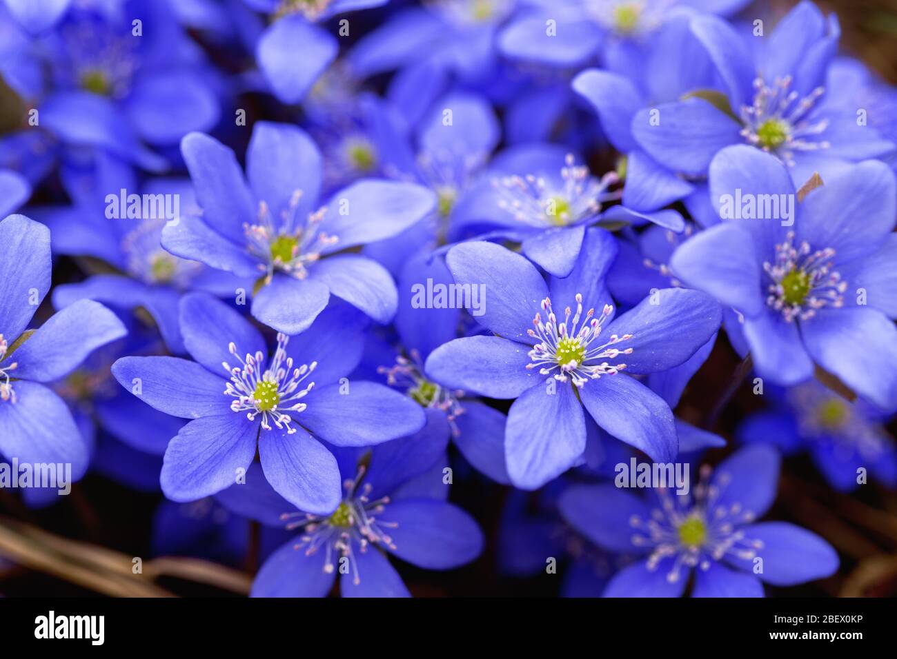 Premières fleurs au printemps hepatica. Fleurs bleues fleuries au printemps Banque D'Images