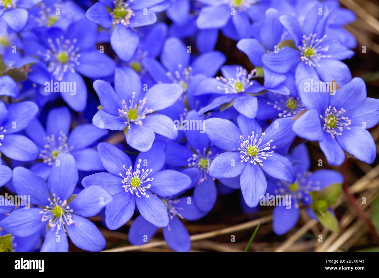 Fleurs sauvages de printemps fleuries en mars. Première fleur printanière liverwort hepatica Banque D'Images