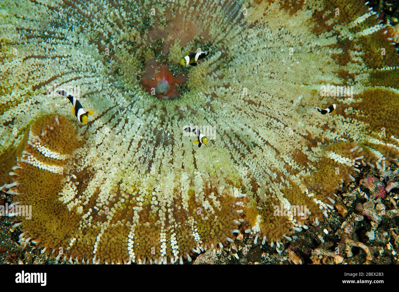 L'anemone de mer d'Haddon, Stichodactyla haddoni, avec des anemonefish de bourrade de de selles juvéniles, enjôt Sulawesi Indonésie. Banque D'Images