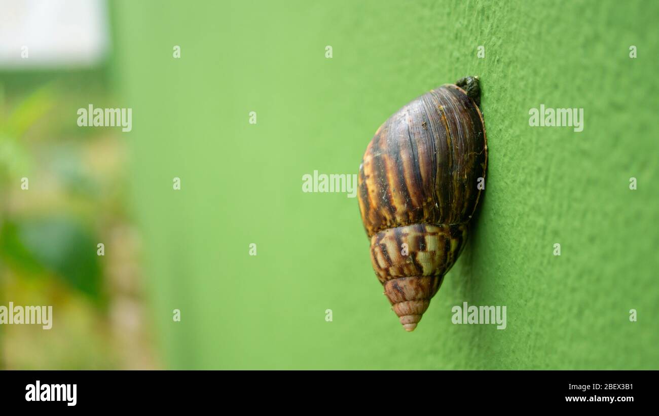 Vue rapprochée de la escargot brune avec escalade jaune sur un mur vert de ciment dans le jardin avec fond vert non focalisé Banque D'Images