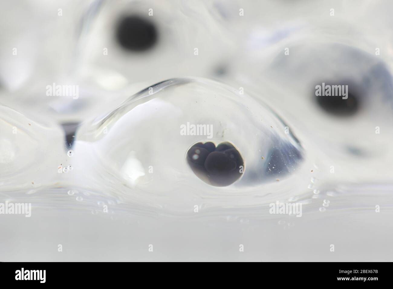 Mitose ou division cellulaire de l'oeuf de grenouille Banque D'Images