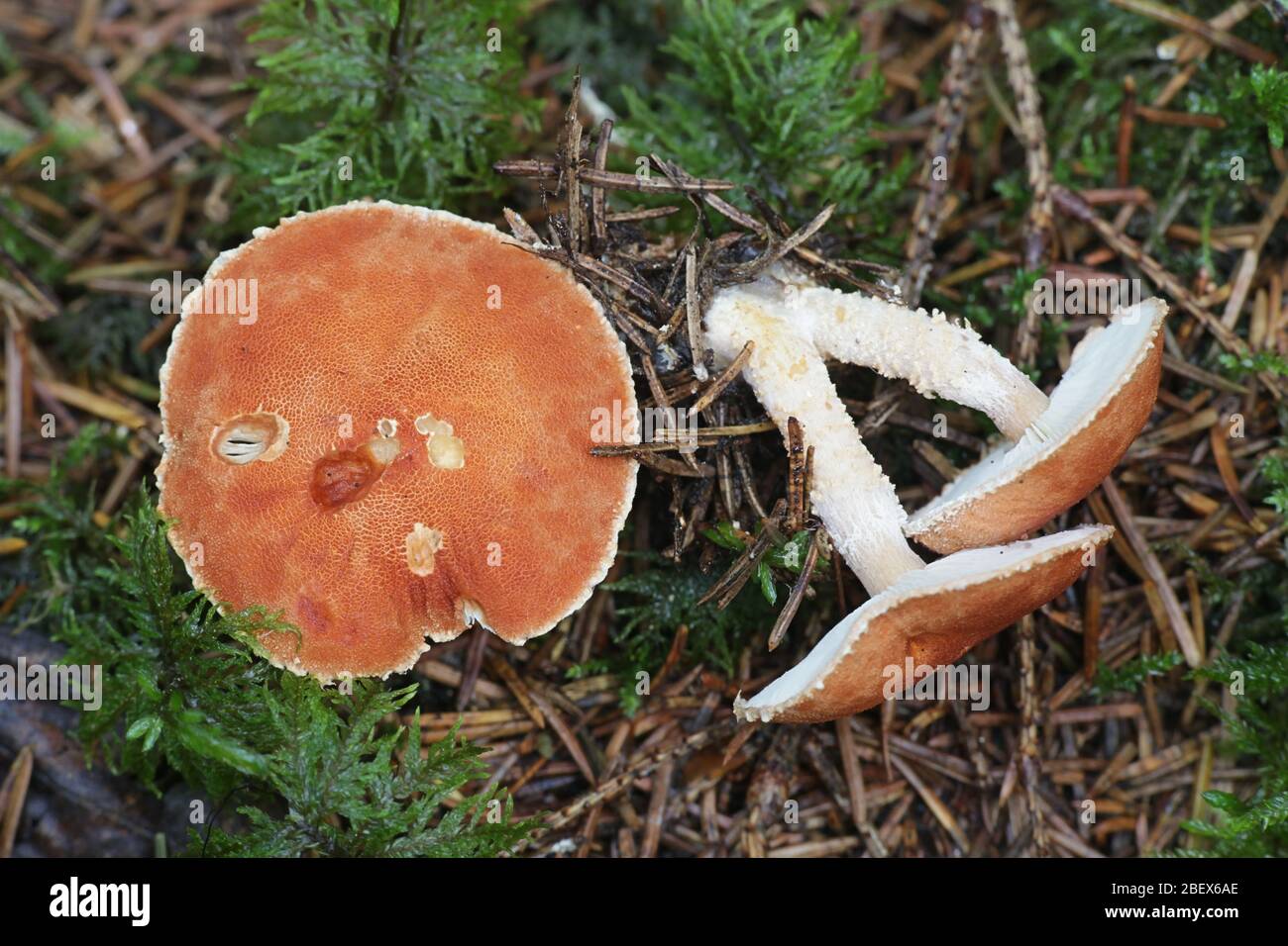 Cystodermella cinnabarina, connu comme le cinabre, powdercap la Finlande à partir de champignons sauvages Banque D'Images
