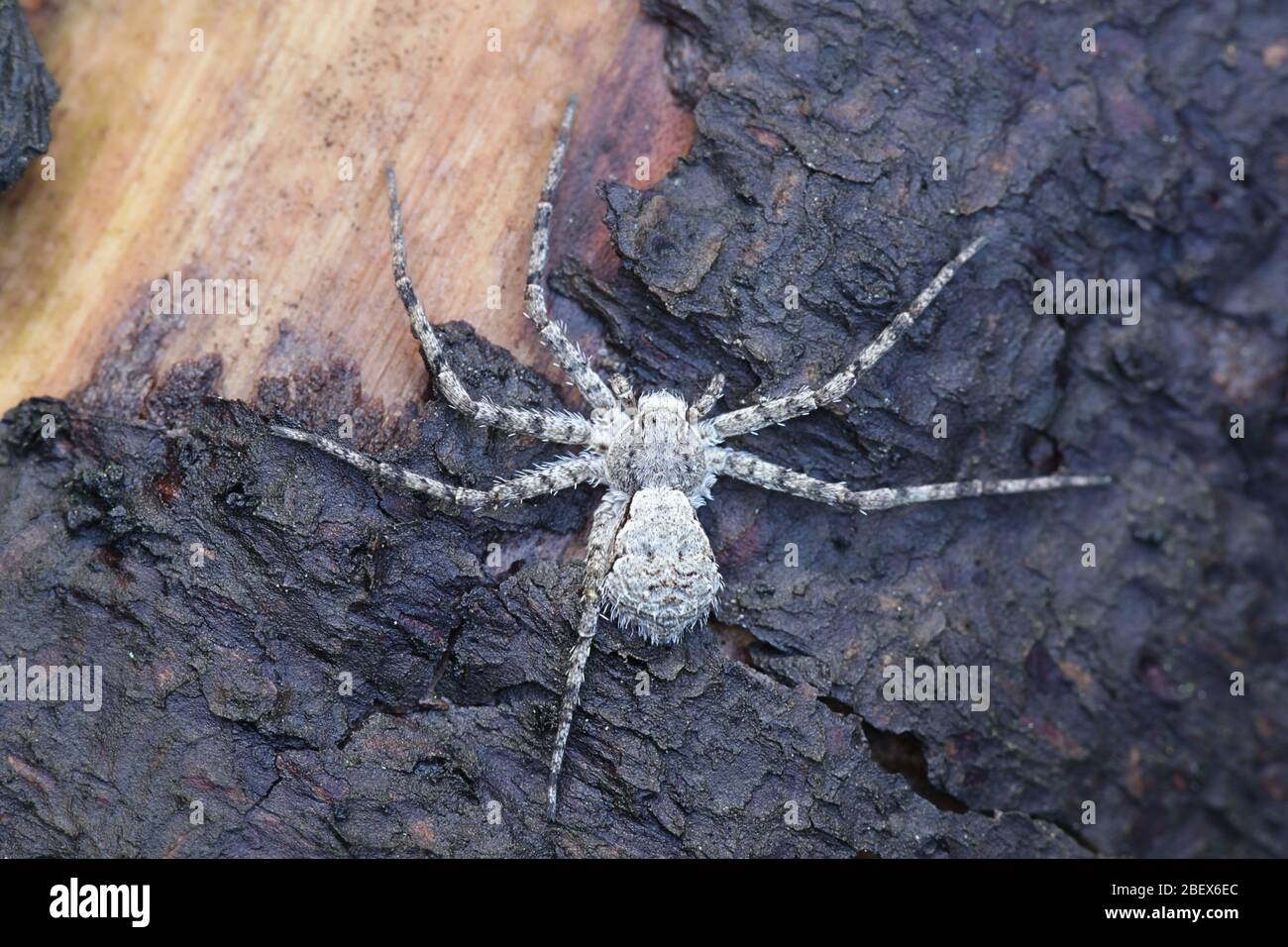 Philodromus margaritatus, connu sous le nom de lichen Running-Spider, une araignée de crabe philodromite de Finlande Banque D'Images