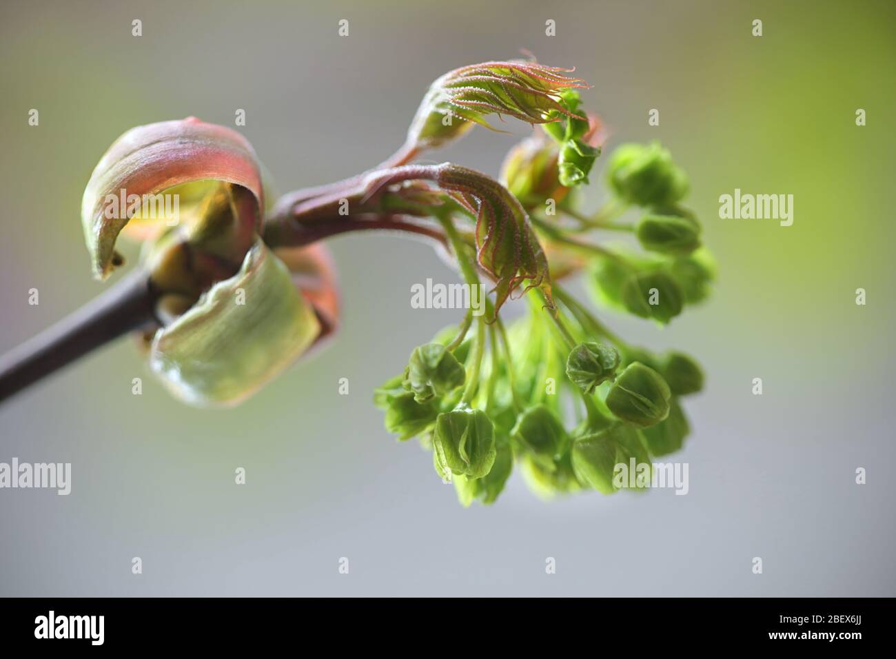 Acer platanoides, connu sous le nom de l'érable de Norvège Banque D'Images