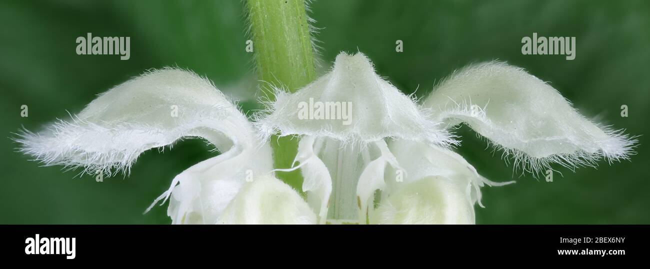 Lamium album, communément appelé ortie blanche ou blanc dead-nettle Banque D'Images