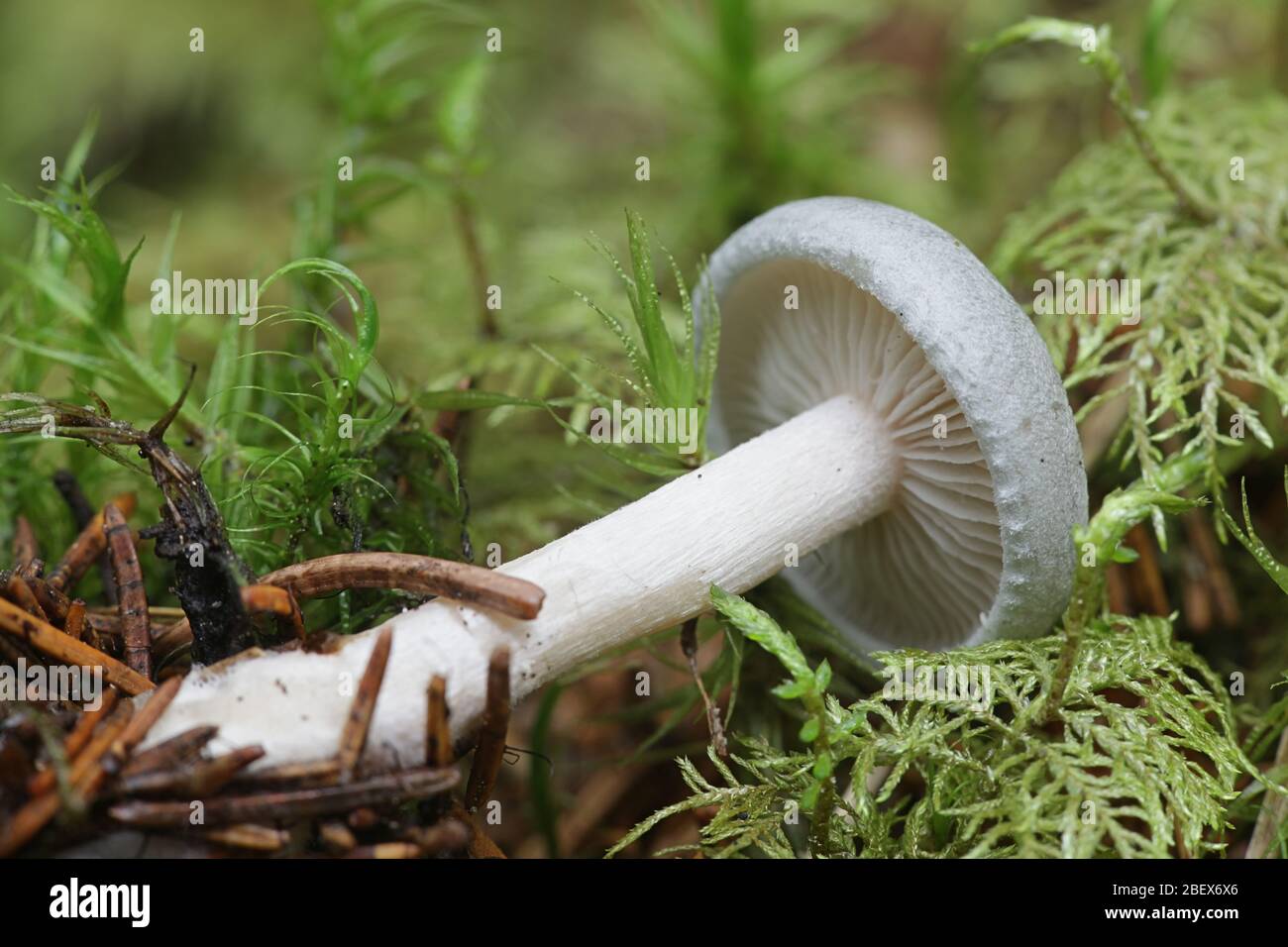 L'odora Clitocybe, connu sous le nom d'anis Anis toadstool, funnelcap ou entonnoir d'anis, de la Finlande aux champignons sauvages Banque D'Images