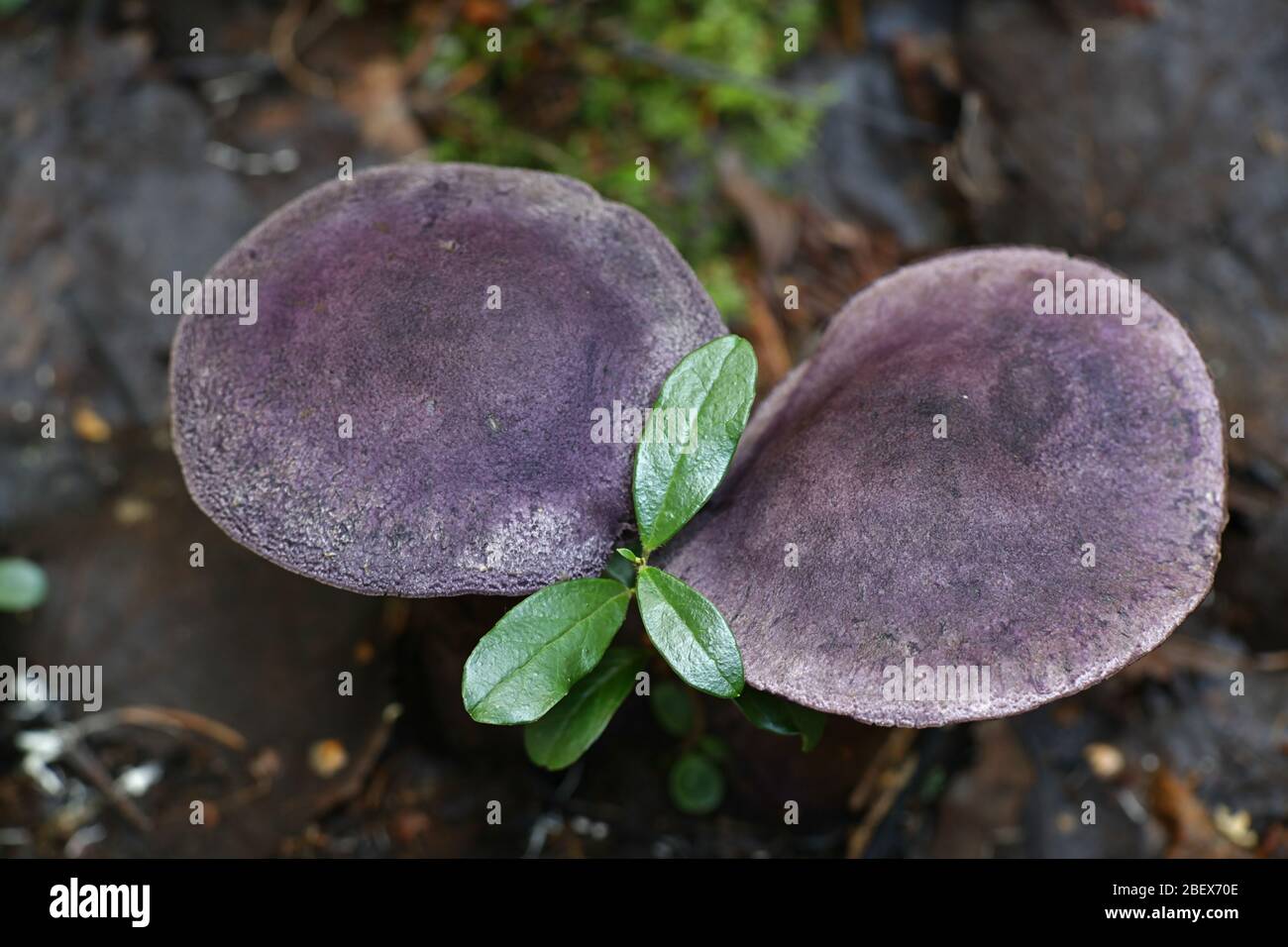 Cortinarius violaceus, connu comme le violet ou violet webcap mushroon cort, sauvage de la Finlande Banque D'Images
