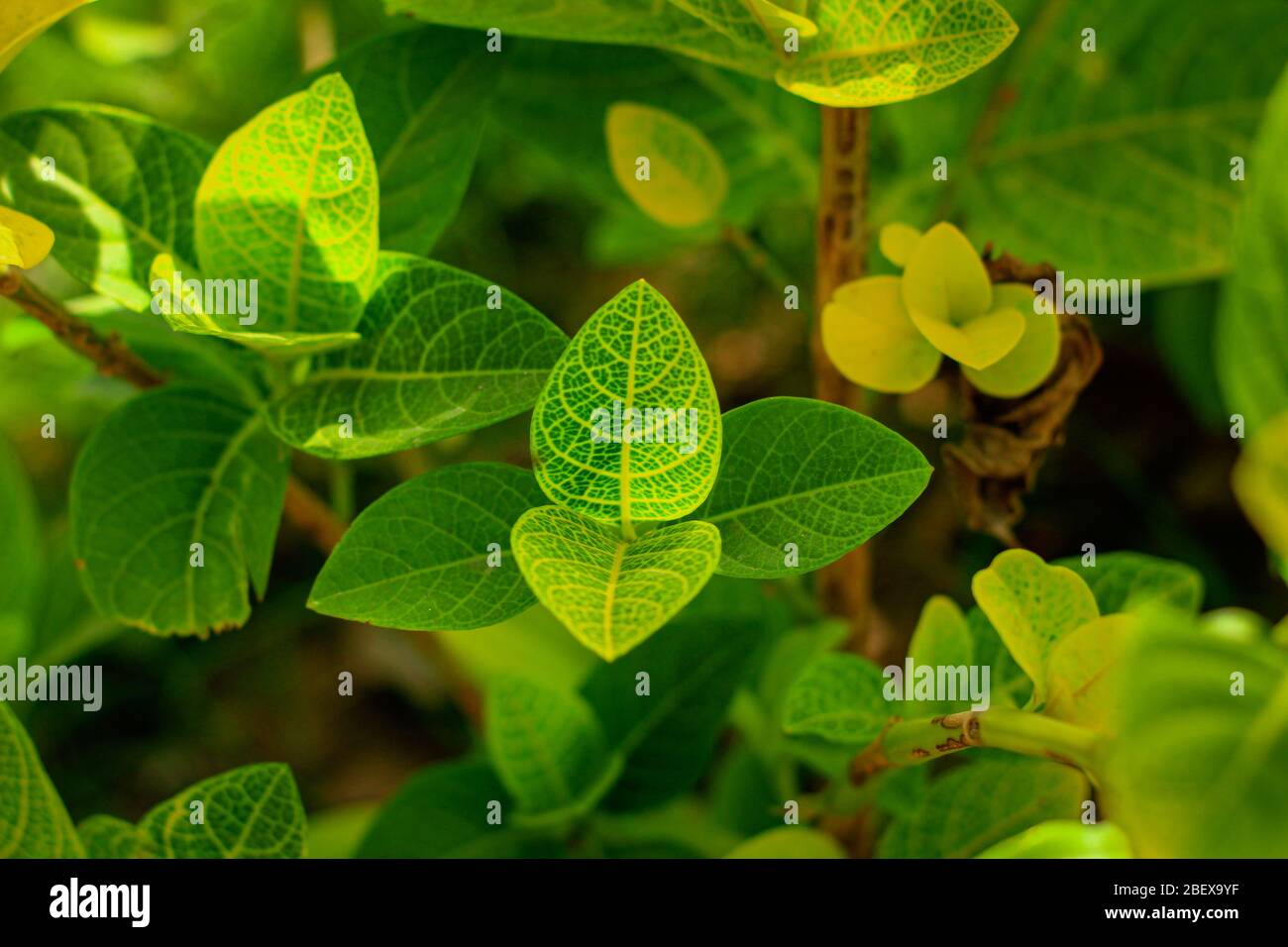 La belle nature Banque D'Images