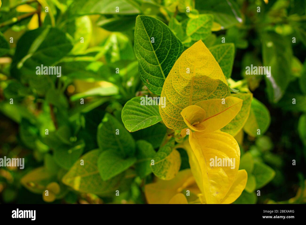 La belle nature Banque D'Images
