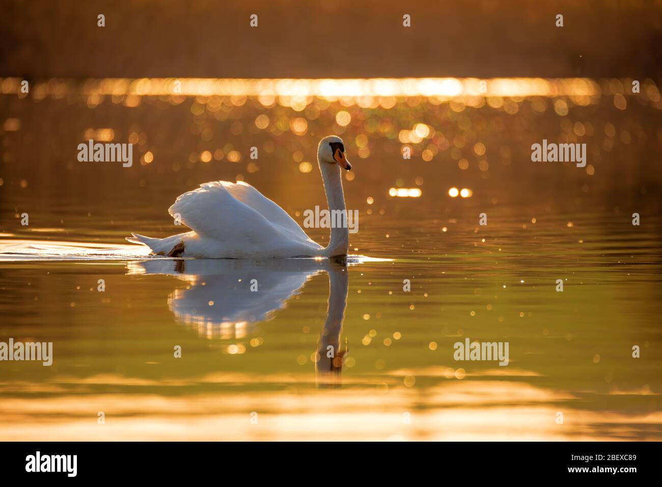 Commun européen sauvage grand oiseau muet cygne, Cygnus olor, nage en soirée sur l'étang, couleur dorée avec beau bokeh sur le rétroéclairage. République tchèque Europe sauvage Banque D'Images