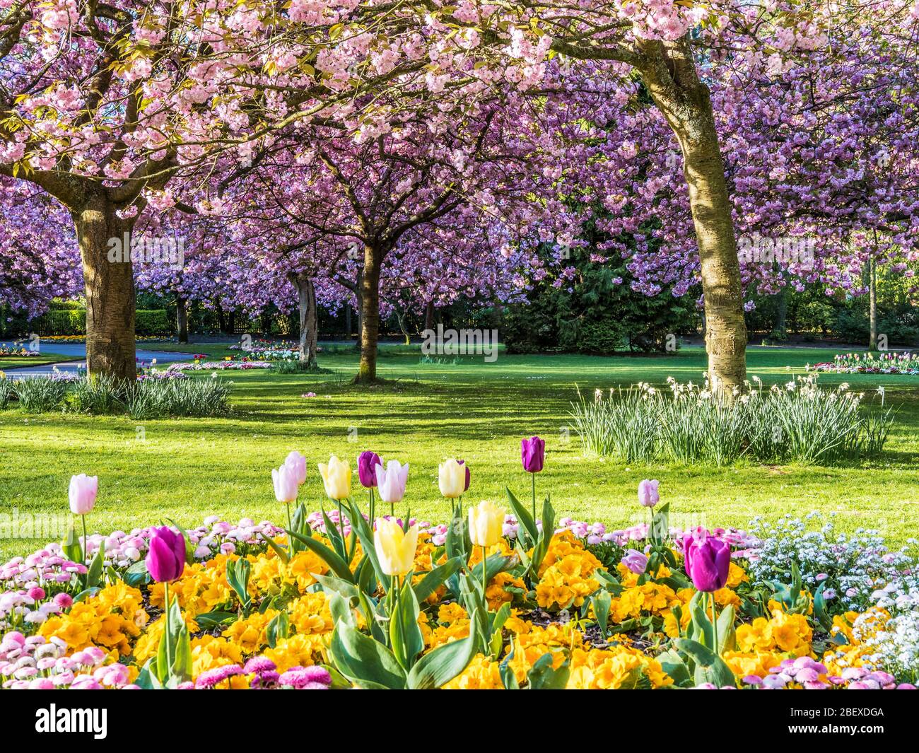 Un lit de tulipes, de primulas jaunes et de marguerites roses Bellis avec des cerisiers roses fleuris en arrière-plan dans un parc public urbain en Angleterre. Banque D'Images