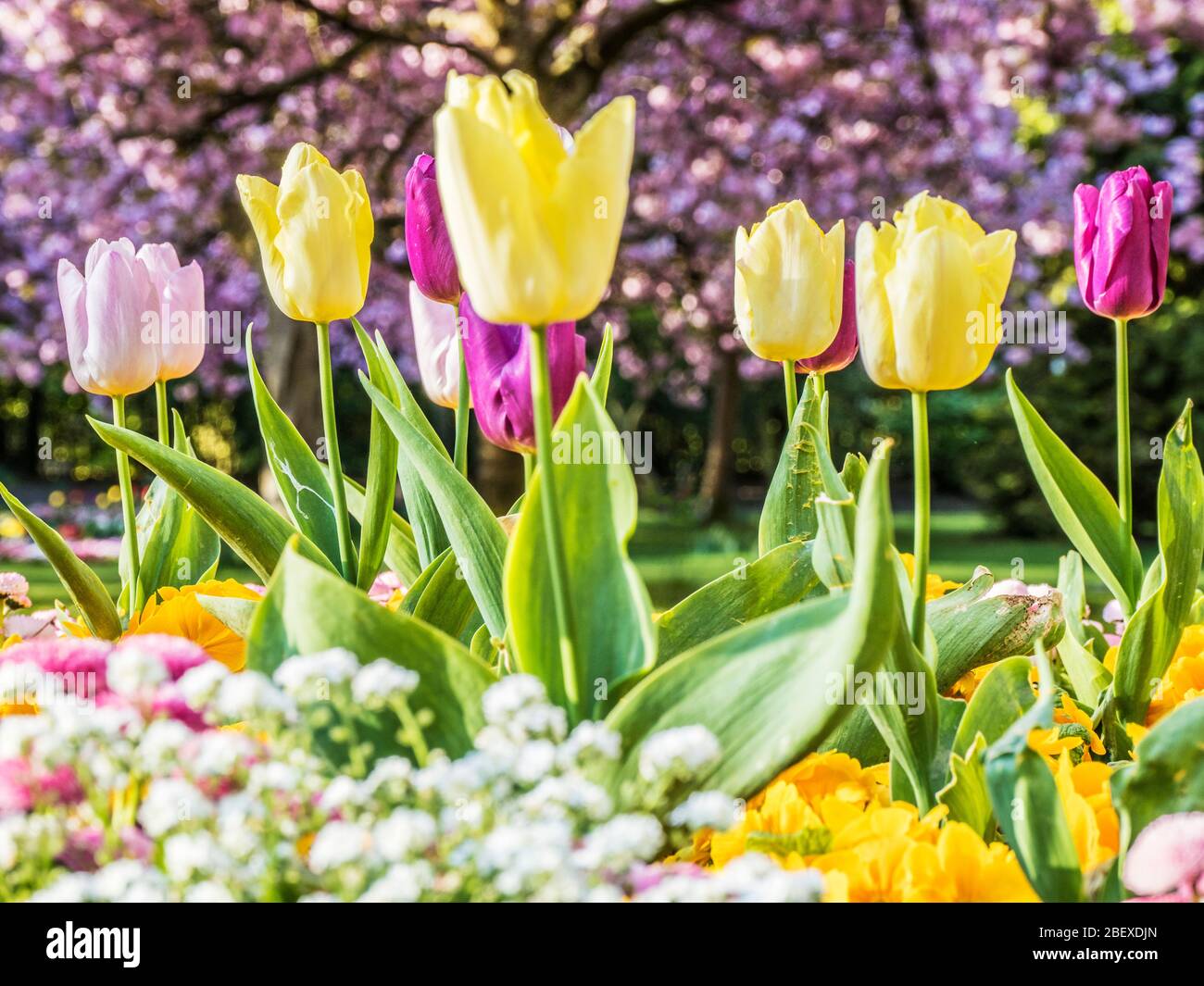 Tulipes jaunes, roses et violettes dans un lit d'alyssum blanc sur un fond hors du foyer de cerisier rose. Banque D'Images