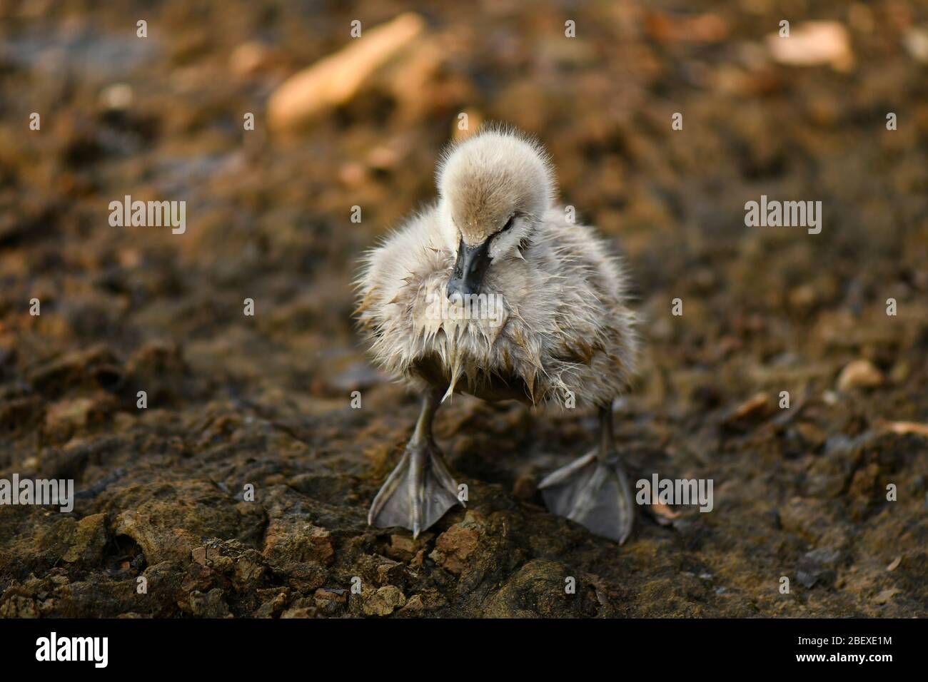 Cygne noir et cygnet, laid duckling Banque D'Images