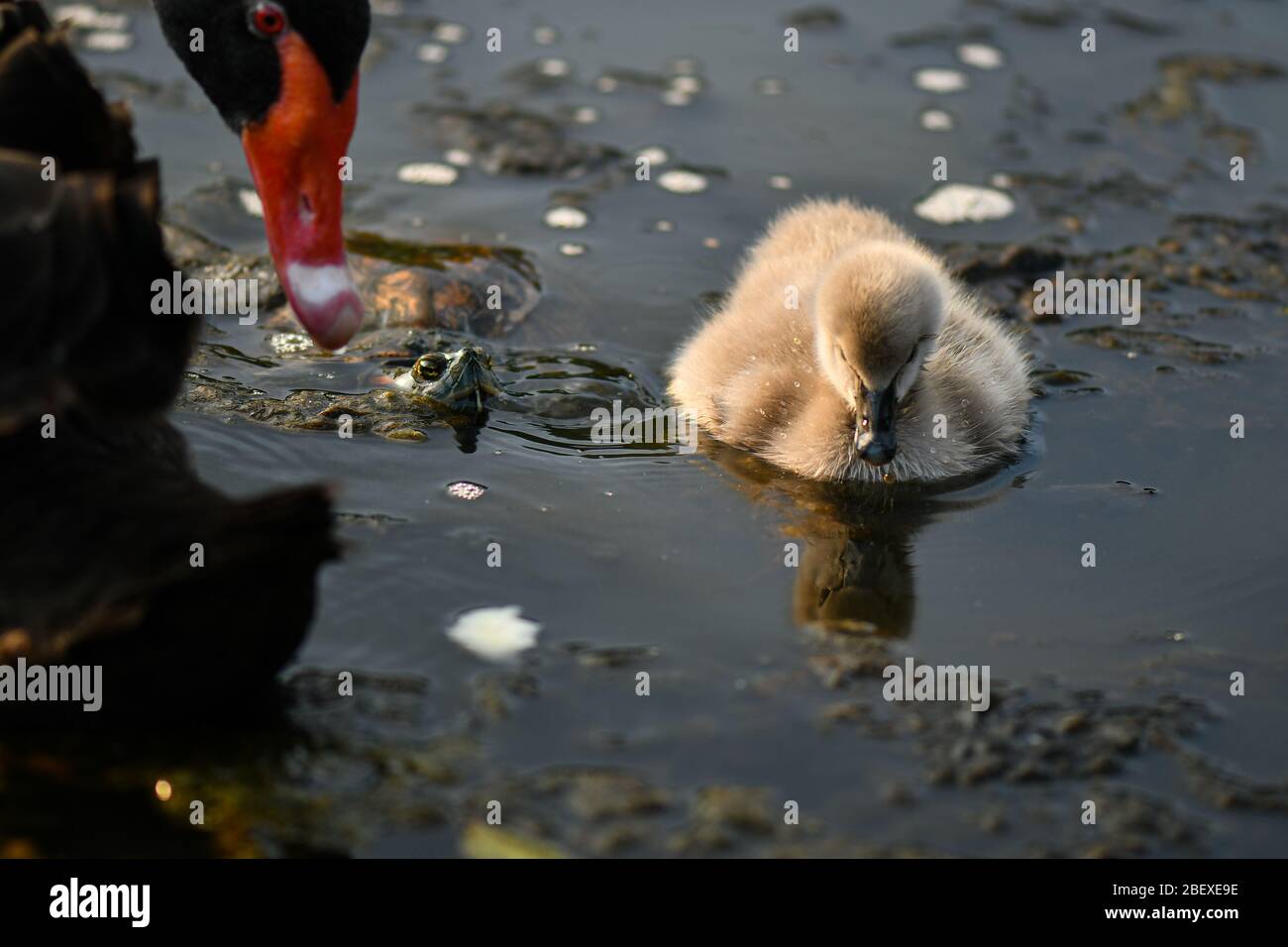 Cygne noir et cygnet, laid duckling Banque D'Images