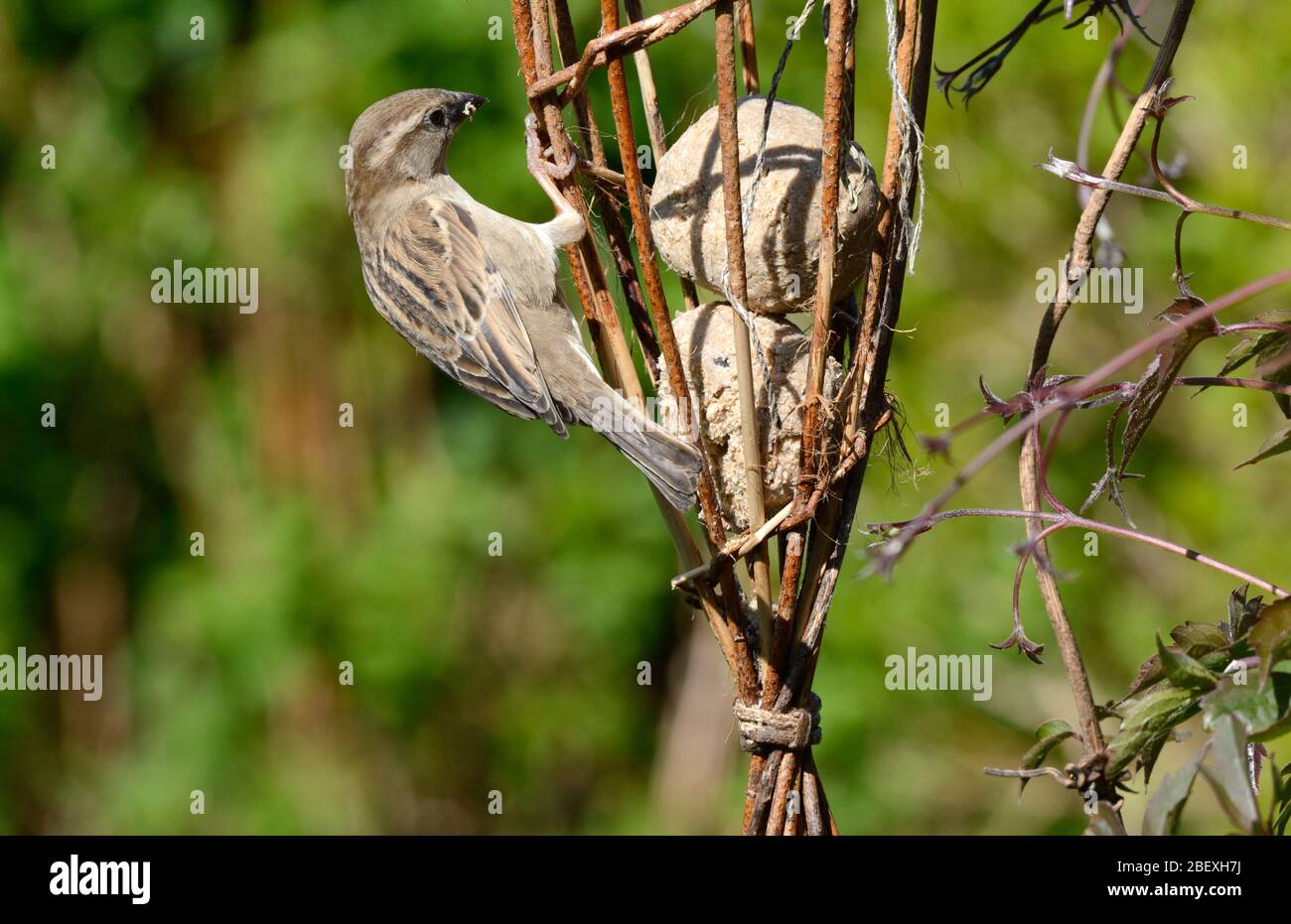 Maison paressrow Posser deomesticus se nourrissant sur un mangeoire de jardin de saule Banque D'Images