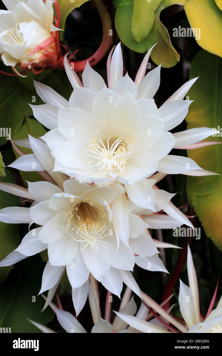 Epiphyllum oxypetalum en fleurs de nuit ou aussi connu sous le nom de Reine de la nuit Orchid Cactus Banque D'Images