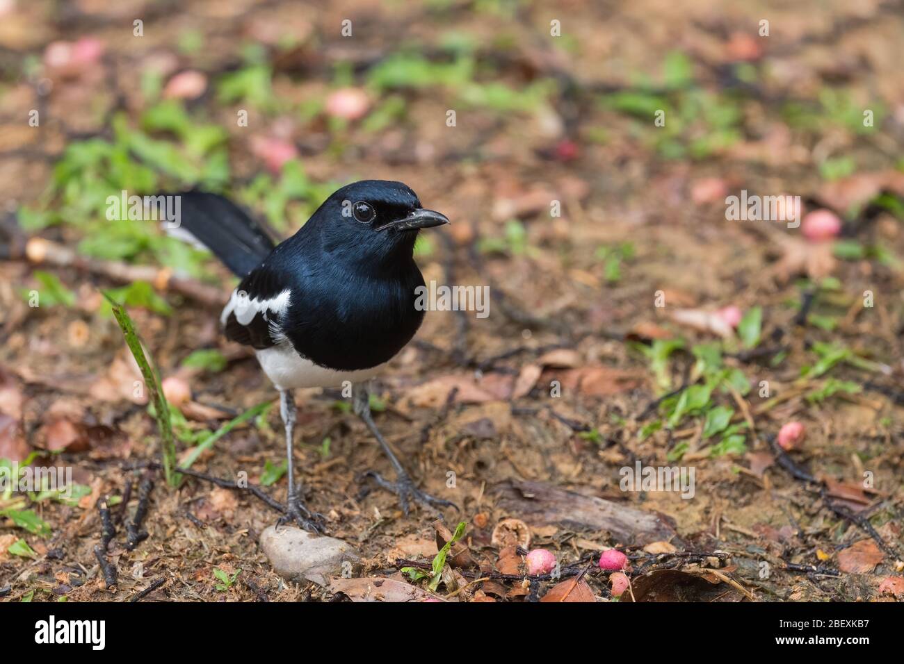 Oriental Magpie-robin - Copsycus saularis, magnifique oiseau perché noir blanc de bois asiatiques, Mutiara Taman Negara, Malaisie. Banque D'Images