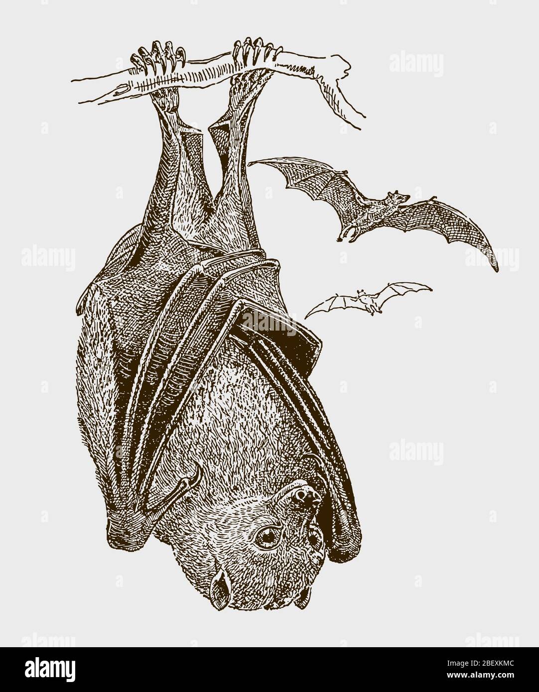 Grand renard volant ou le long, pteropus vampyrus penchant à l'envers à une branche, en vue de face. Illustration après une gravure du XIXe siècle Illustration de Vecteur