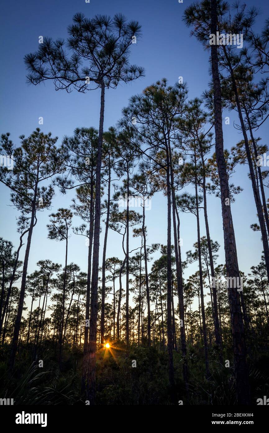 Coucher du soleil au parc national des Everglades, Pine Trees, Floride, États-Unis. Banque D'Images