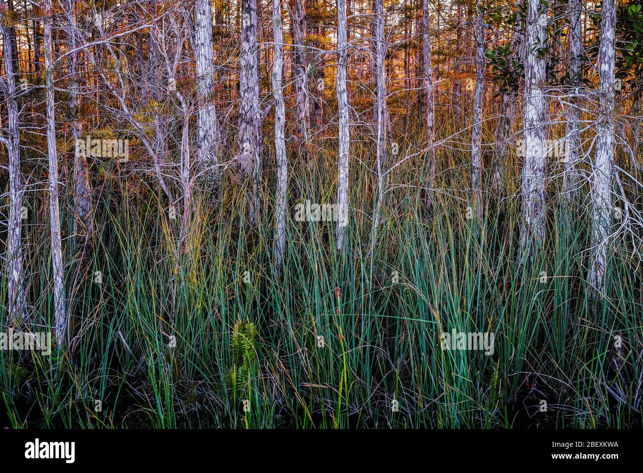 Arbre cyprès chauve, Everglades N.P. En Floride, aux États-Unis. Banque D'Images