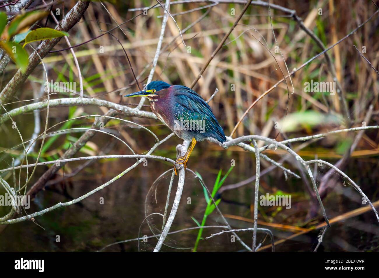 Green Heron (Butorides virescens), Parc national des Everglades, États-Unis. Banque D'Images