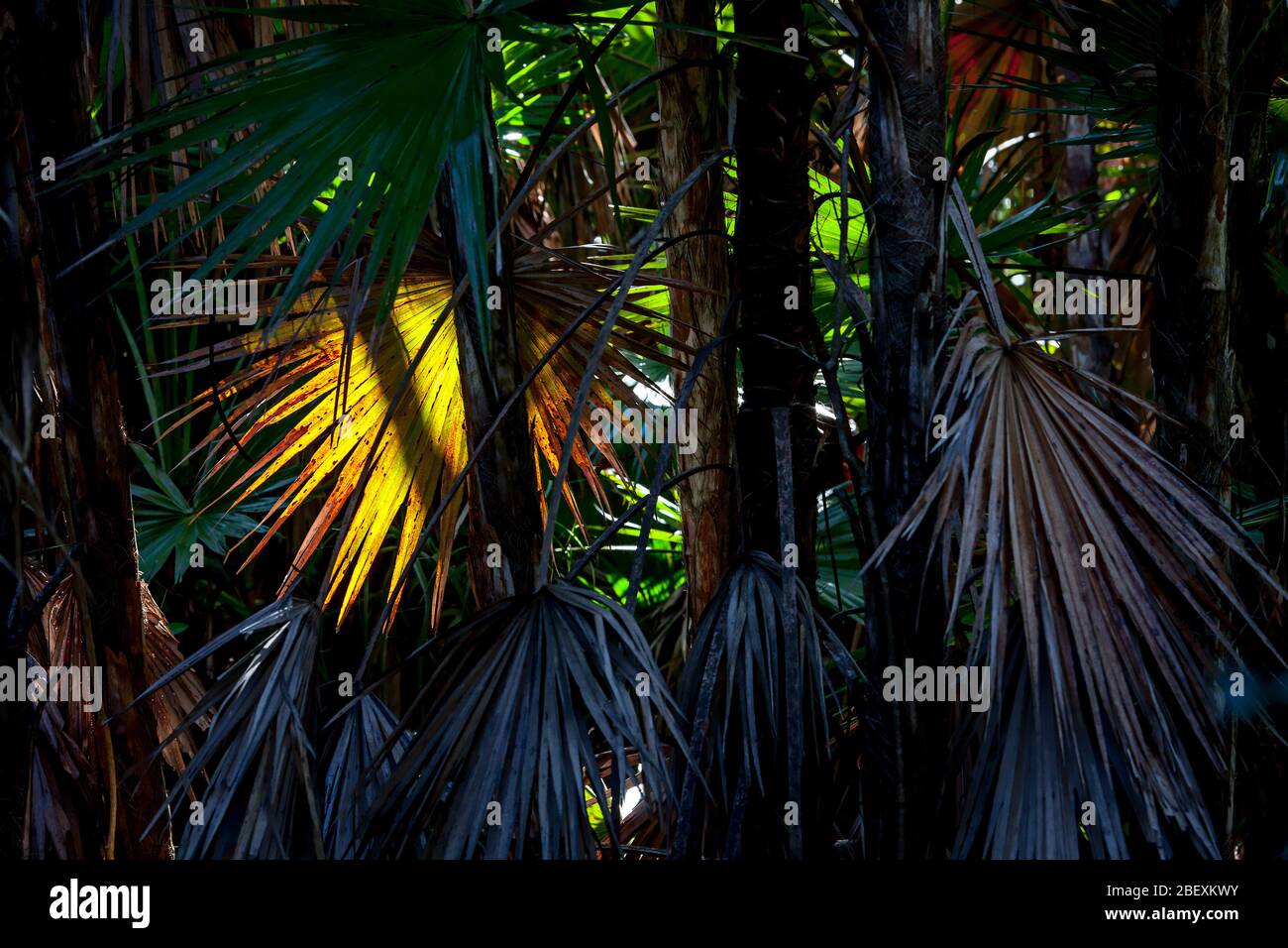 Marais, le Parc National des Everglades, en Floride, aux États-Unis. Banque D'Images
