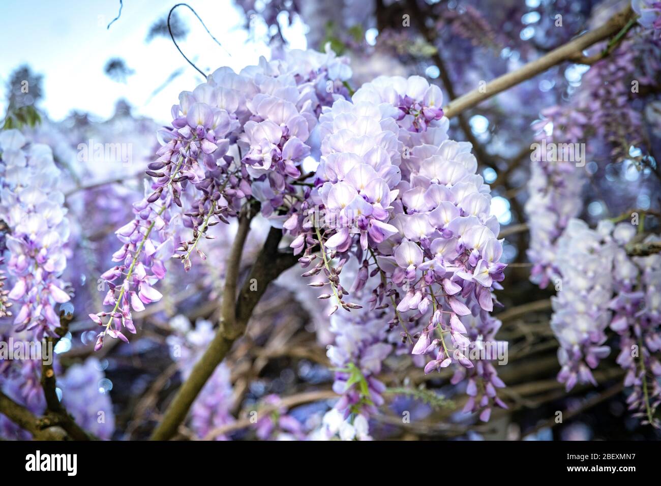 Pluie bleue Wisteria fleurs. Wisteria Floribunda Macrobotrys fleurit. Banque D'Images