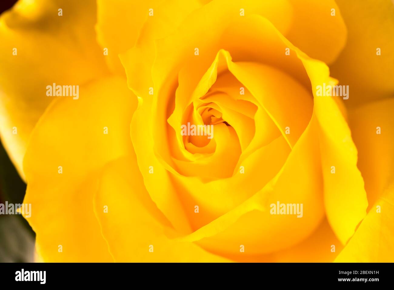 DÉTAIL GROS PLAN DU CENTRE DE LA ROSE JAUNE Banque D'Images