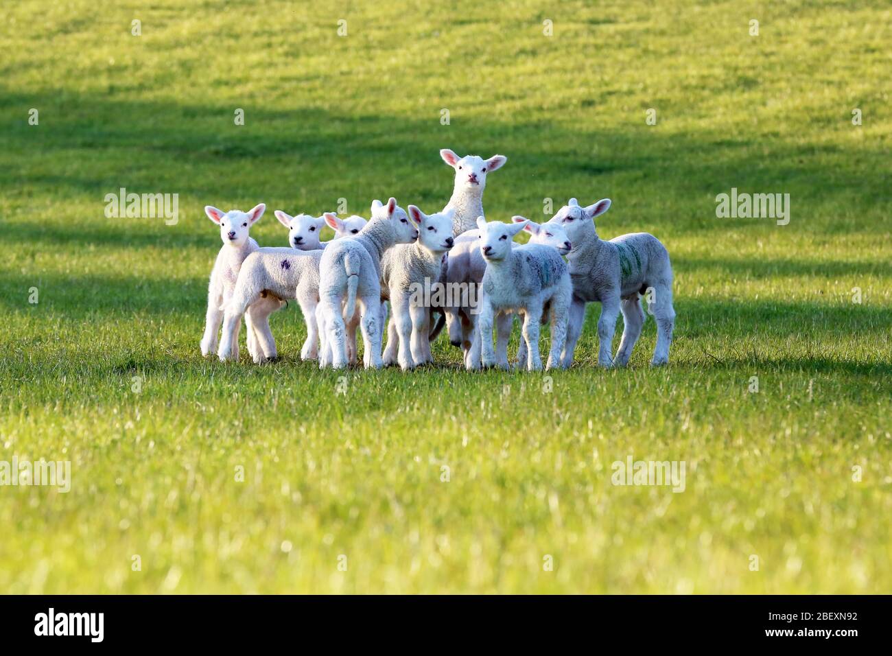 Des agneaux mérillés jouent et jouent ensemble dans un pré Cotswold - début printemps 2020 Banque D'Images