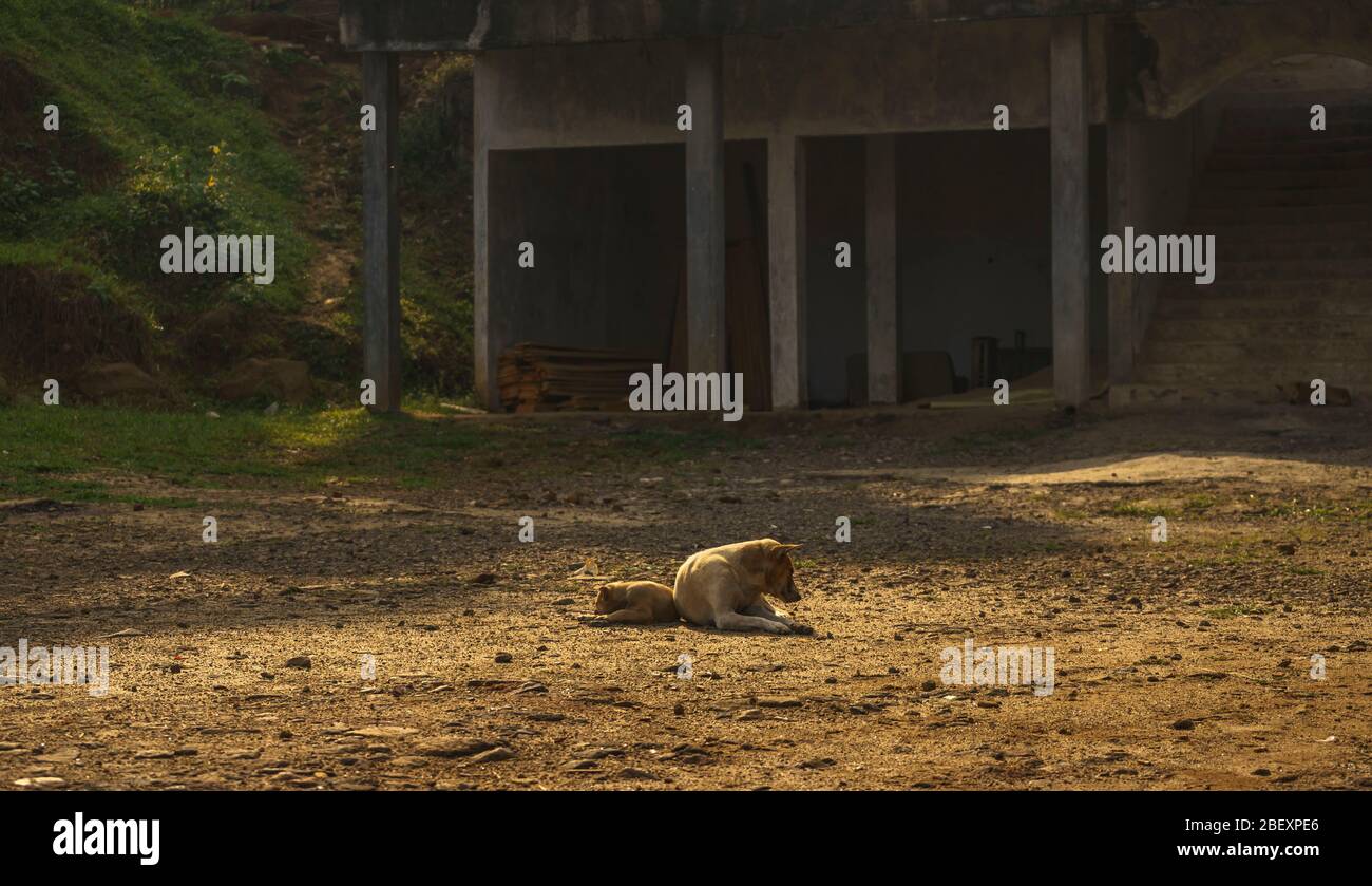 La relation humaine entre deux chiens ressemble à un argument en regardant des côtés séparés mais nex à l'eachOther Banque D'Images