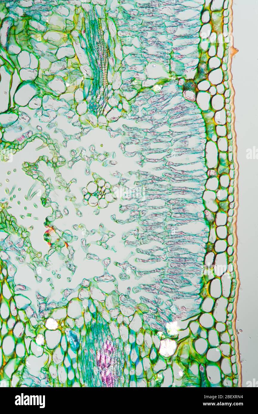 Section transversale de la feuille de mauvaises herbes sous le microscope 200 x. Banque D'Images