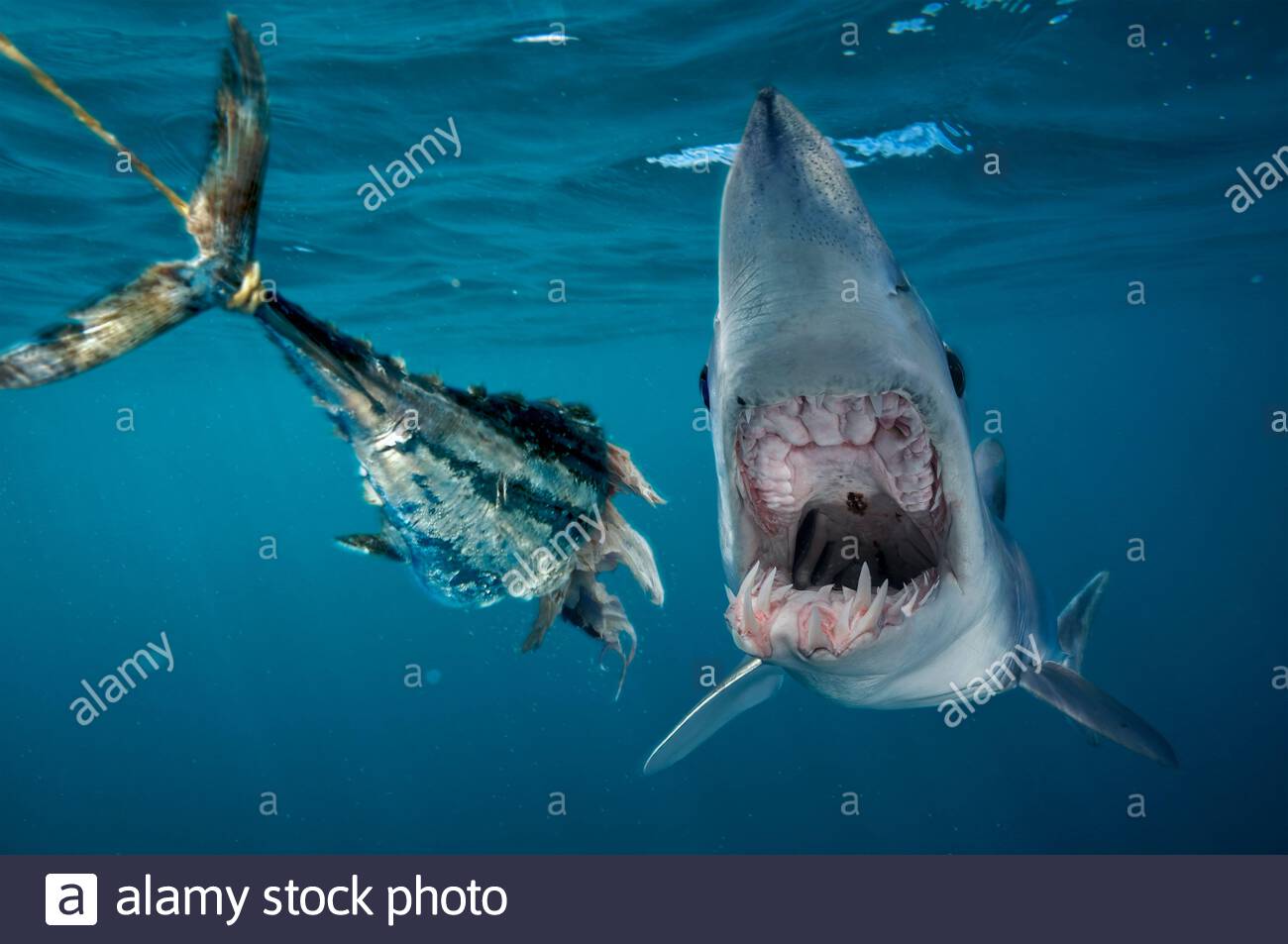 Requin Mako Banque D Image Et Photos Alamy