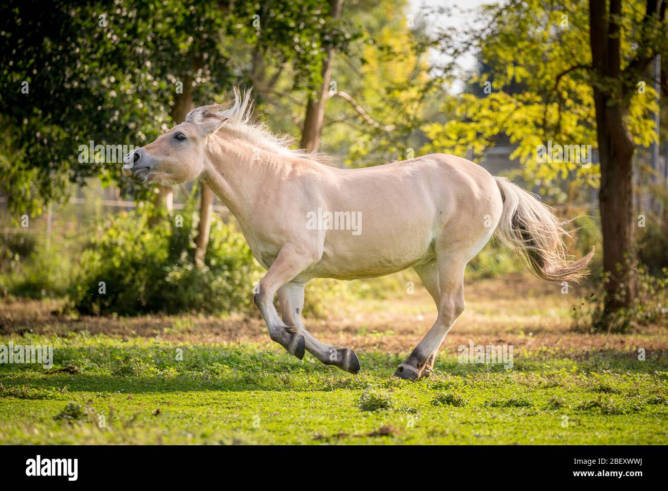 Cheval de fjord norvégien. Senior mare (28 ans) galopant sur un pré. Allemagne Banque D'Images