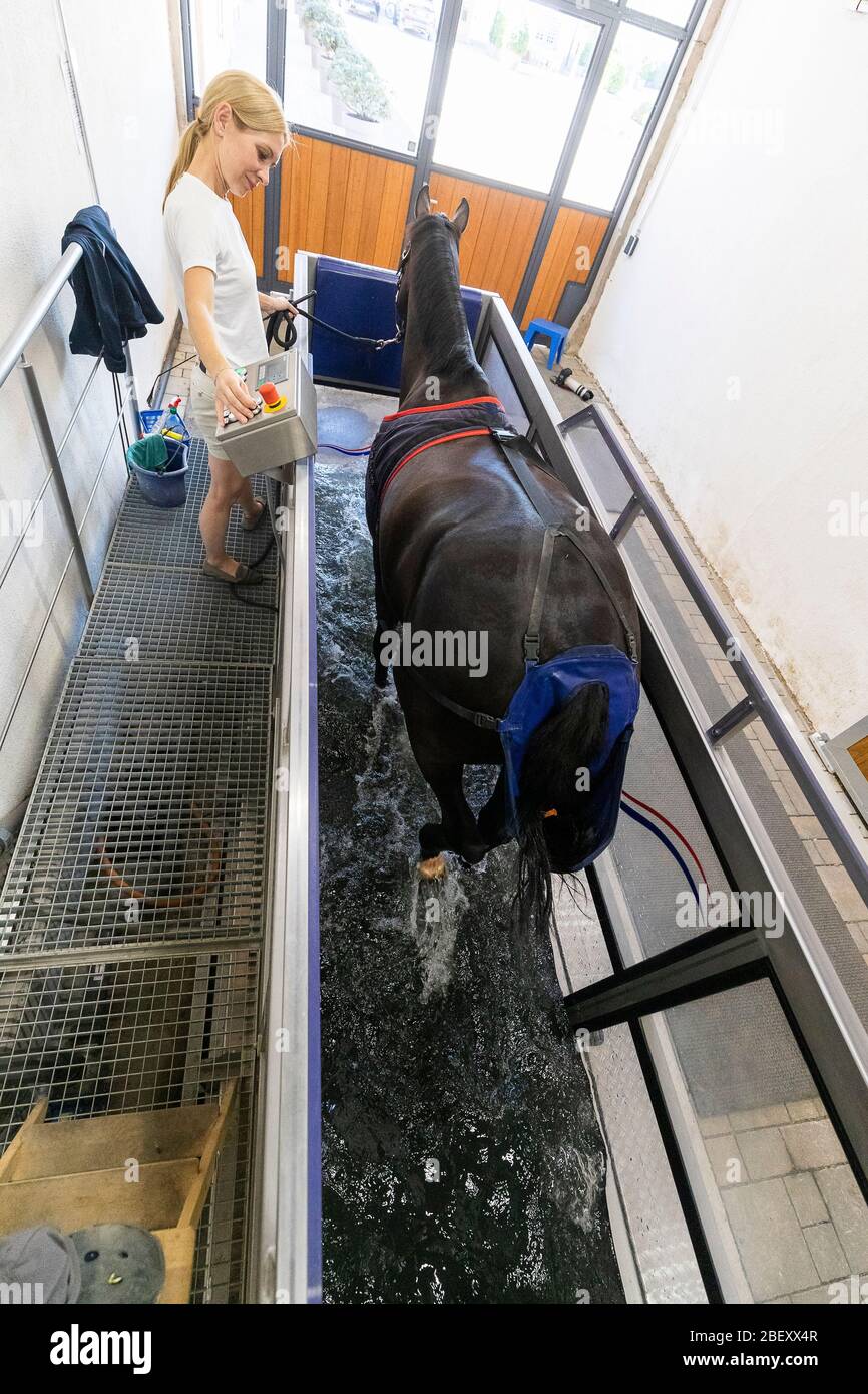 Cheval d'Oldenburg. Gargoule menant à un cheval dans un aquatrainer. Allemagne Banque D'Images