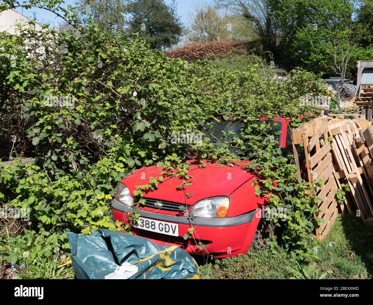 Une Ford Fiesta presque entièrement couverte de brambles à Westbury, Wiltshire, Royaume-Uni. Banque D'Images