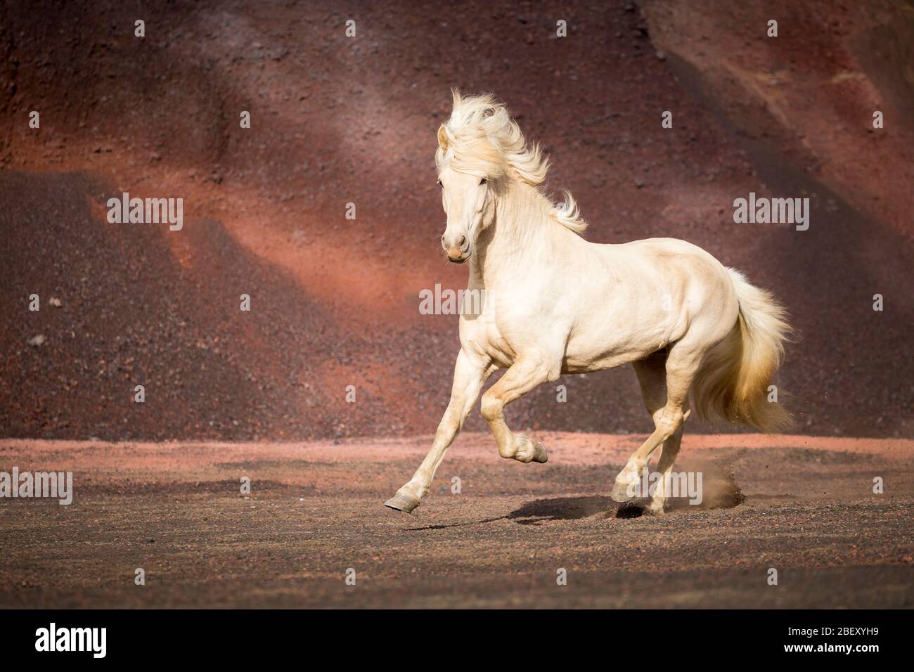 Cheval islandais. Palomino gelding galopant sur le sable rouge. Islande Banque D'Images