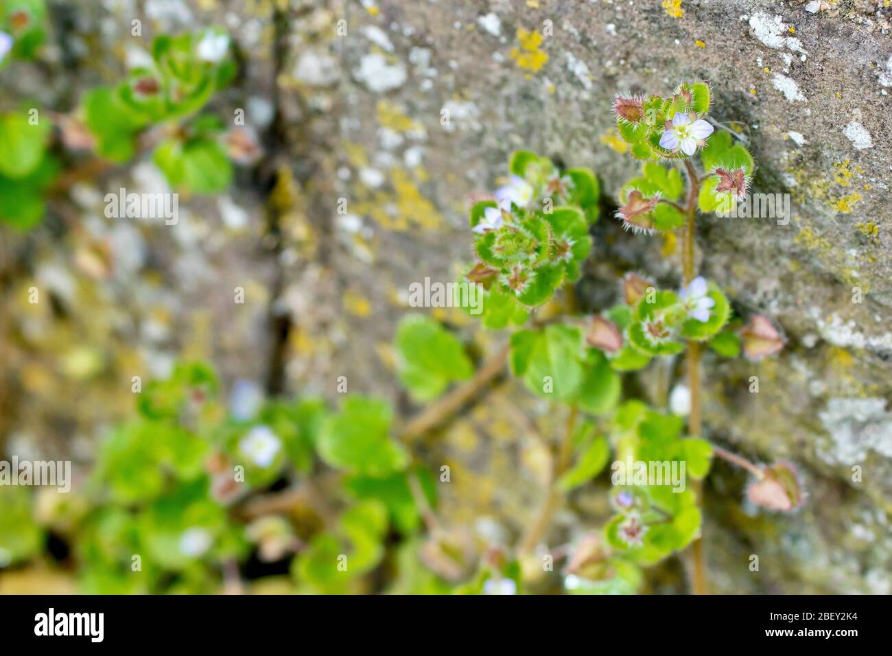 Speedwell (veronica hederifolia), gros plan de plusieurs plantes fleuries qui poussent du bord du pavé et qui s'enfilent dans un mur de pierre. Banque D'Images