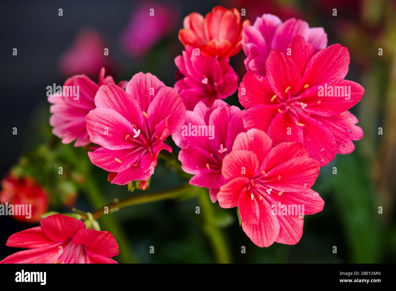 Lewisia ‘Safira Rouge’ Banque D'Images