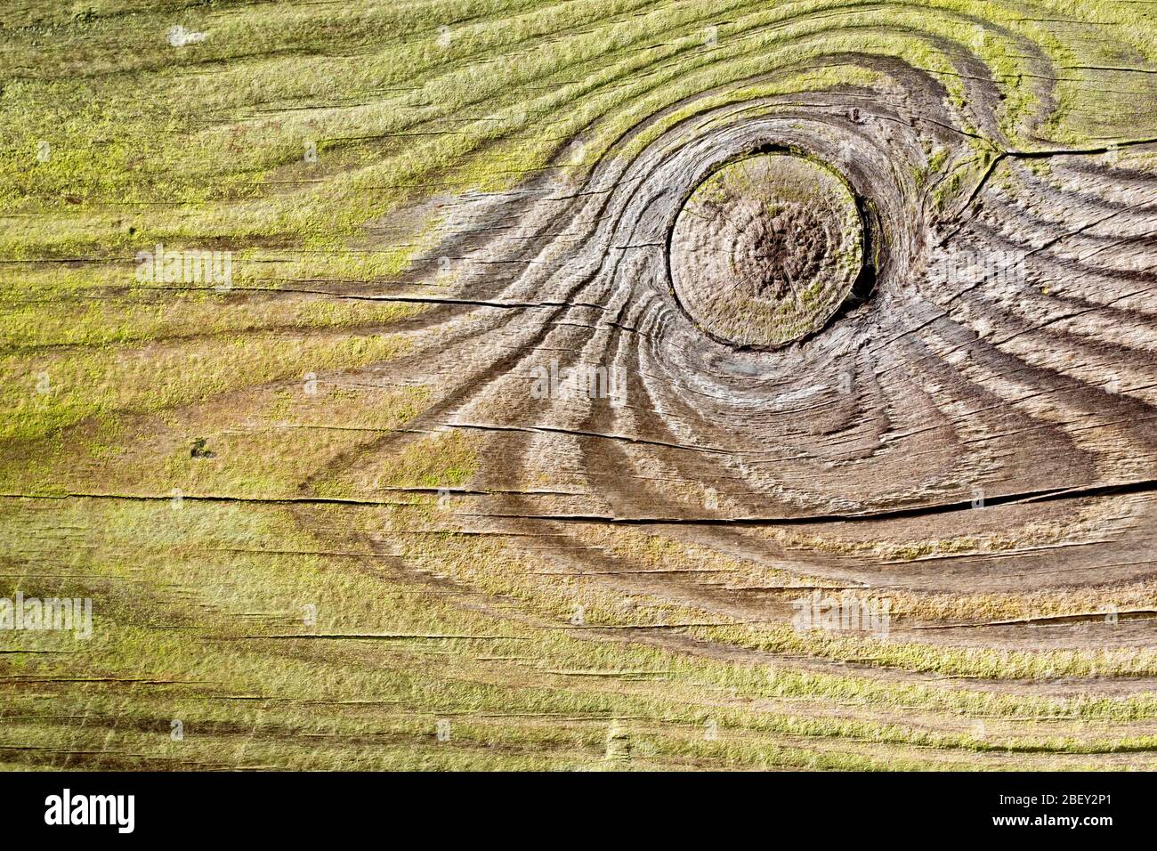 Détail étroit du grain dans une vieille planche de bois à l'eau. Banque D'Images