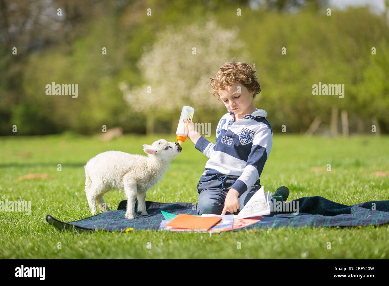 Arley, Worcestershire, Royaume-Uni. 16 avril 2020. Bien qu'ils soient « d'âge préscolaire » pendant le maintien de la COVID-19, les choses peuvent se révéler difficiles si un agneau de cinq jours demande de se nourrir. Henley Mills, 6 ans, dans la ferme de ses parents à Arley, dans le Worcestershire, tente de combiner l'alimentation de Martha l'agneau avec une lecture essentielle de l'école à domicile. [Note: Photographié avec le plein respect des règlements actuels du gouvernement sur les distanciation sociale] crédit: Peter Loppeman/Alay Live News Banque D'Images