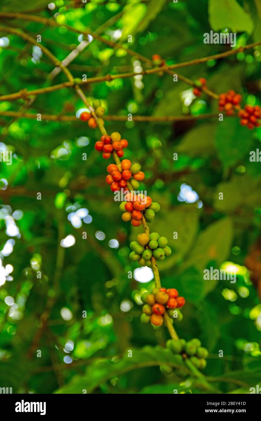 Baies rouges qui poussent sur un arbre à café dans une plantation tropicale. Les baies peuvent être séchées pour obtenir des grains de café. Banque D'Images