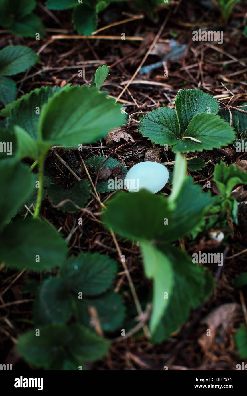 Un seul oiseau bleu de l'est, Sialia sialis, l'oeuf de songbird chassé d'un nid par un Cowbird à tête brune, se trouve dans une récolte de fraises du début du printemps. Banque D'Images