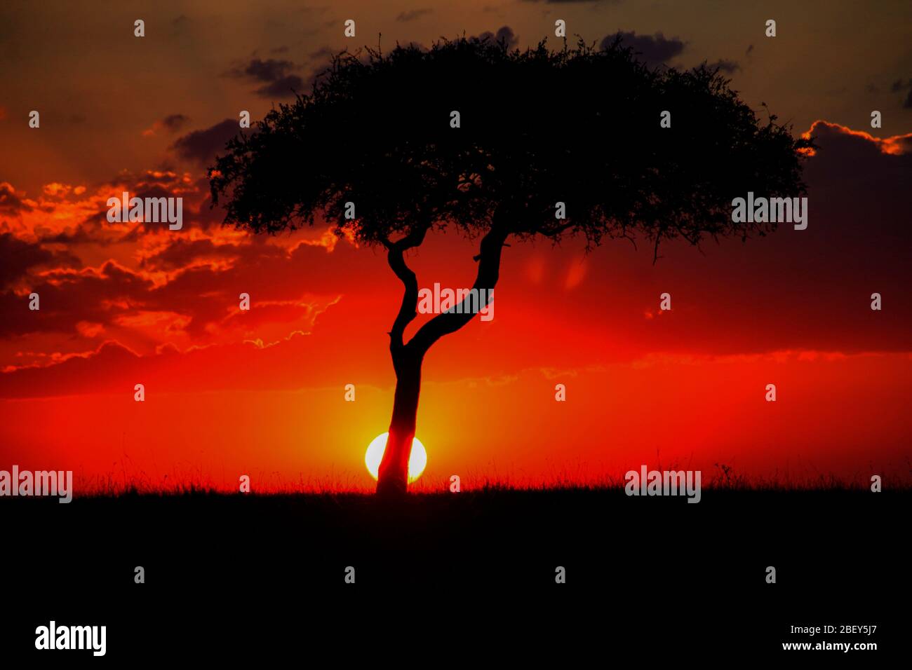 Ensemble de soleil africain. Un arbre isolé a été silhouetté devant un magnifique coucher de soleil rouge photographié en Tanzanie Banque D'Images