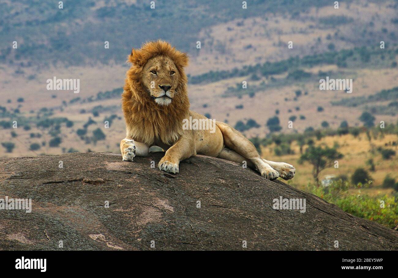 Lion majestueux à l'affût d'un rocher photographié à la zone de conservation de Ngorongoro (NCA), Tanzanie Banque D'Images