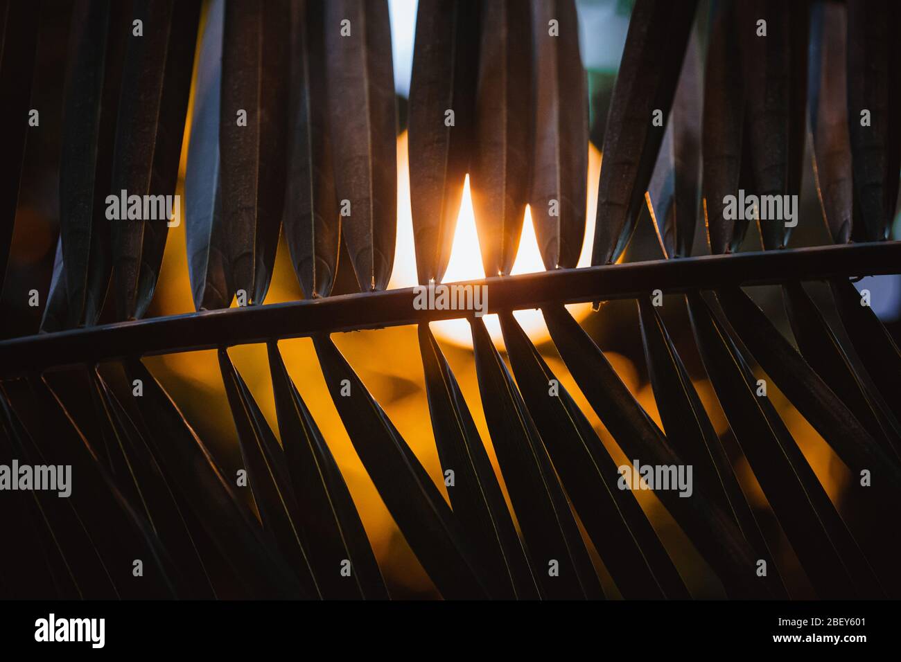 Feuilles tropicales contre le soleil couchant. Fond sombre flou et doux. Mise au point sélective, grain Banque D'Images